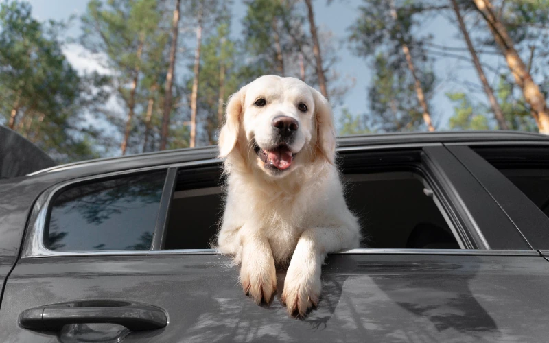 Se pueden llevar mascotas en un taxi