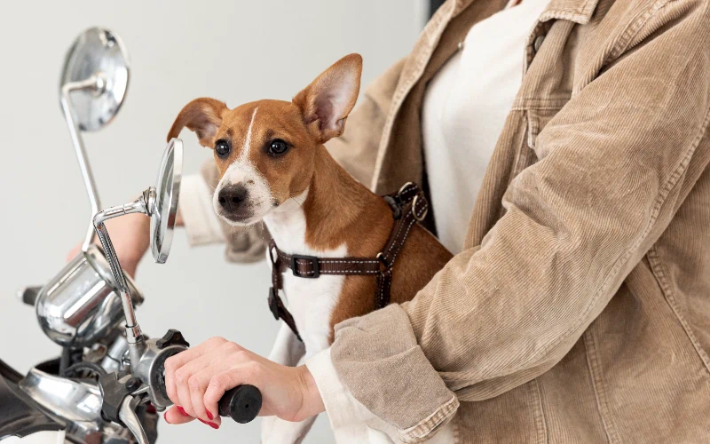 Cómo transportar un perro en moto